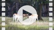 FZ019630E Two Fallow deer (Dama dama) locking antlers.mp4